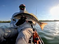 Spotted Redfish on Power Prawn